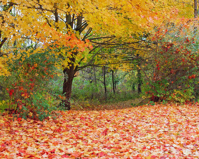 Maple Leaves