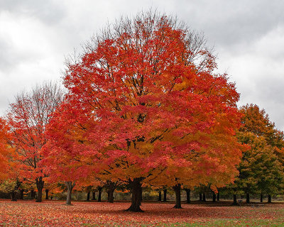 Autumn on Fire
