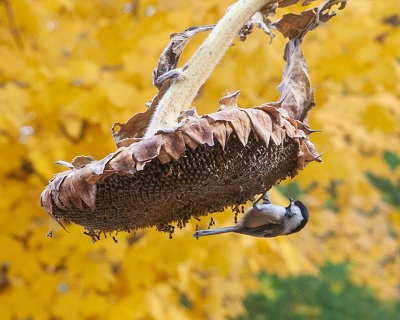 Chickadee Lunch