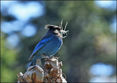 steller_jay_01_0234.jpg