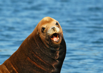 sea_lion_02_3052.jpg