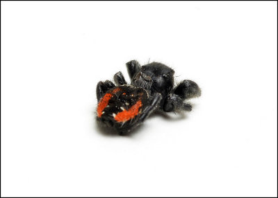 red_backed_jumping_spider_02_9913.jpg