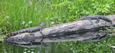 Aligator, Everglades, Florida, 2019