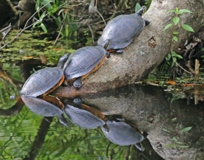 Turtles, Highlands Hammock State Park, Florida, 2019