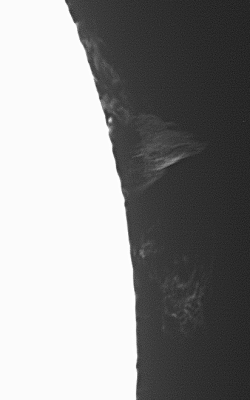 Prominences: 2020 May 24