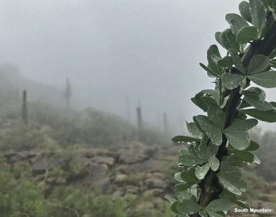 Rare fog in July, South Mountain