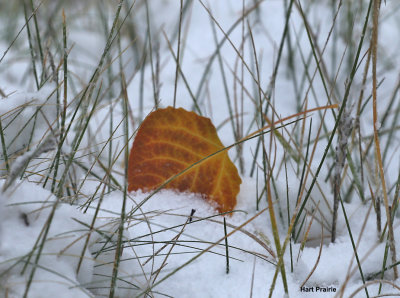 Aspen leaf in the snow