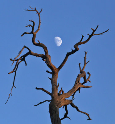 Waxing gibbous moon in an old Ponderosa pine