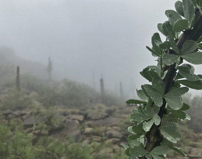 Fog at South Mountain, 2021