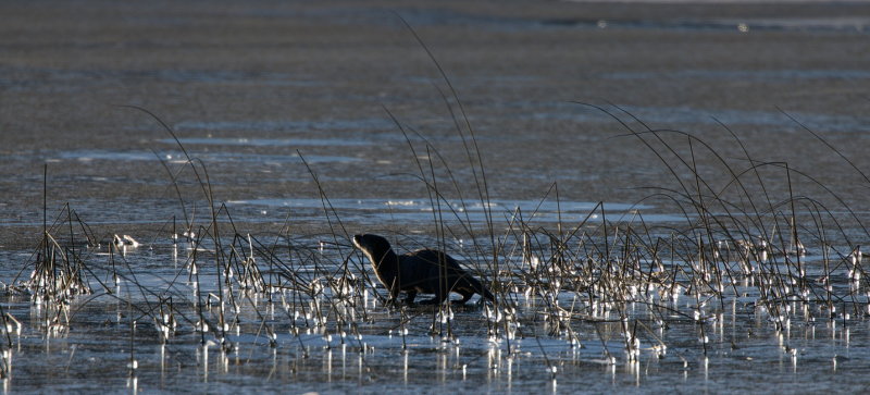 Otter in Ice