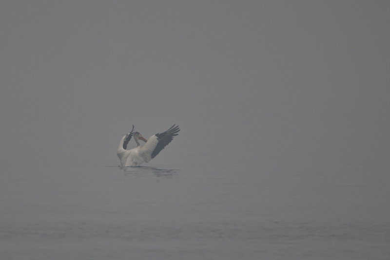 Pelican in Fog