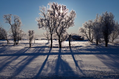 Frosty Morning