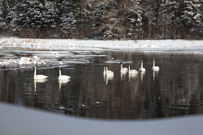 Winter Swans