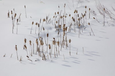 Winter Still Life