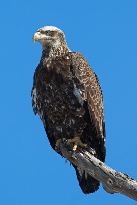 Juvenile Bald Eagle  