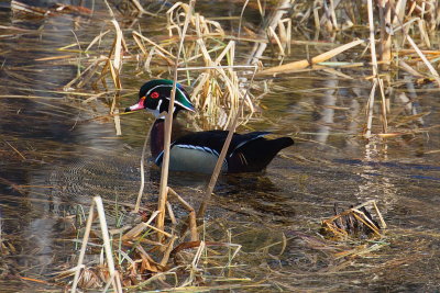Wood Duck in the Grass