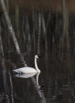 Swan with Birch Reflection