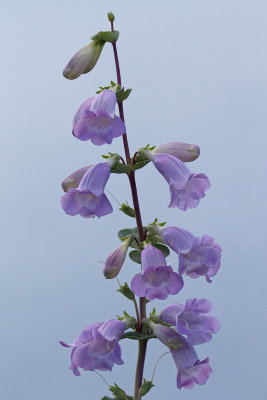Large-flowered Pentstemon