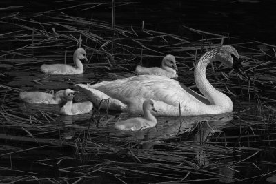 Swans (Black & White)