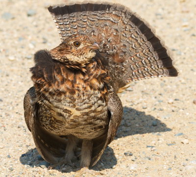 Ruffed Grouse