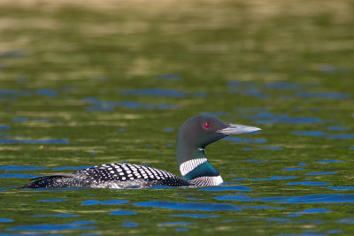 Loon in Color