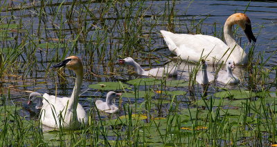 Breakfast for Swans