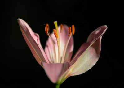 Lily in First Light