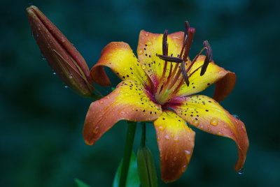 Lily in Rain
