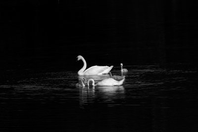 Swan Lake