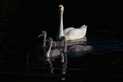 Swans at Dawn