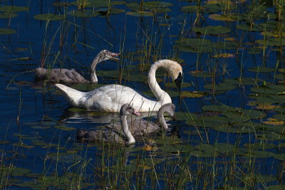 Sunlit Swans