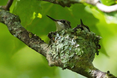 Baby Hummingbirds in the Nest