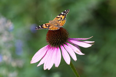 Balance in Nature