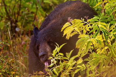 Black Bear with Berries