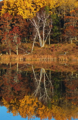 Reflection of Fall