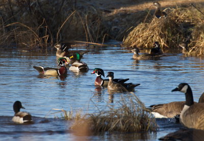 The Bounty of Spring Waterfowl