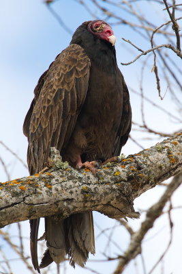 Turkey Vulture