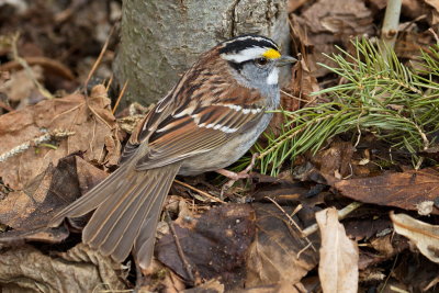 White-throated Sparrow