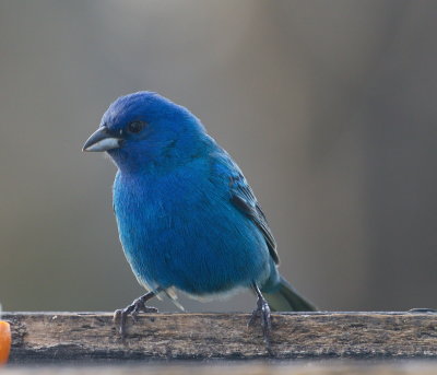 Indigo Bunting