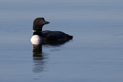 Tranquil Loon