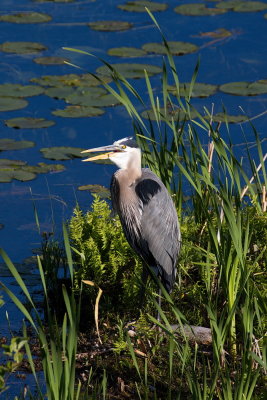 Great Blue Heron| Morning Light