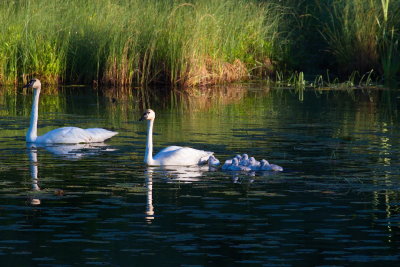 Cygnet Morning