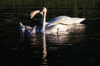 First Light 