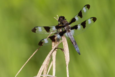 Twelve-Spot Skimmer