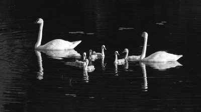 Reflection of Beauty