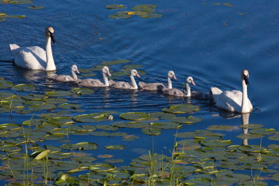 Morning Parade