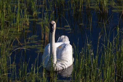 Good Morning, Trumpeter