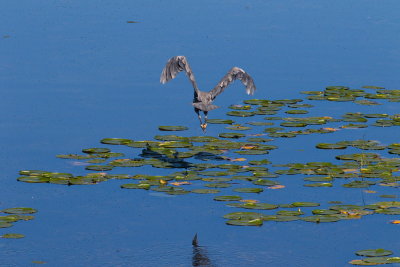 Heron Over Lily Pads