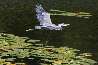 Glide
