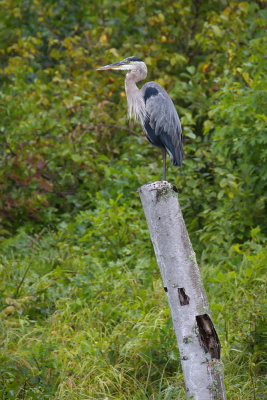 Heron Totem